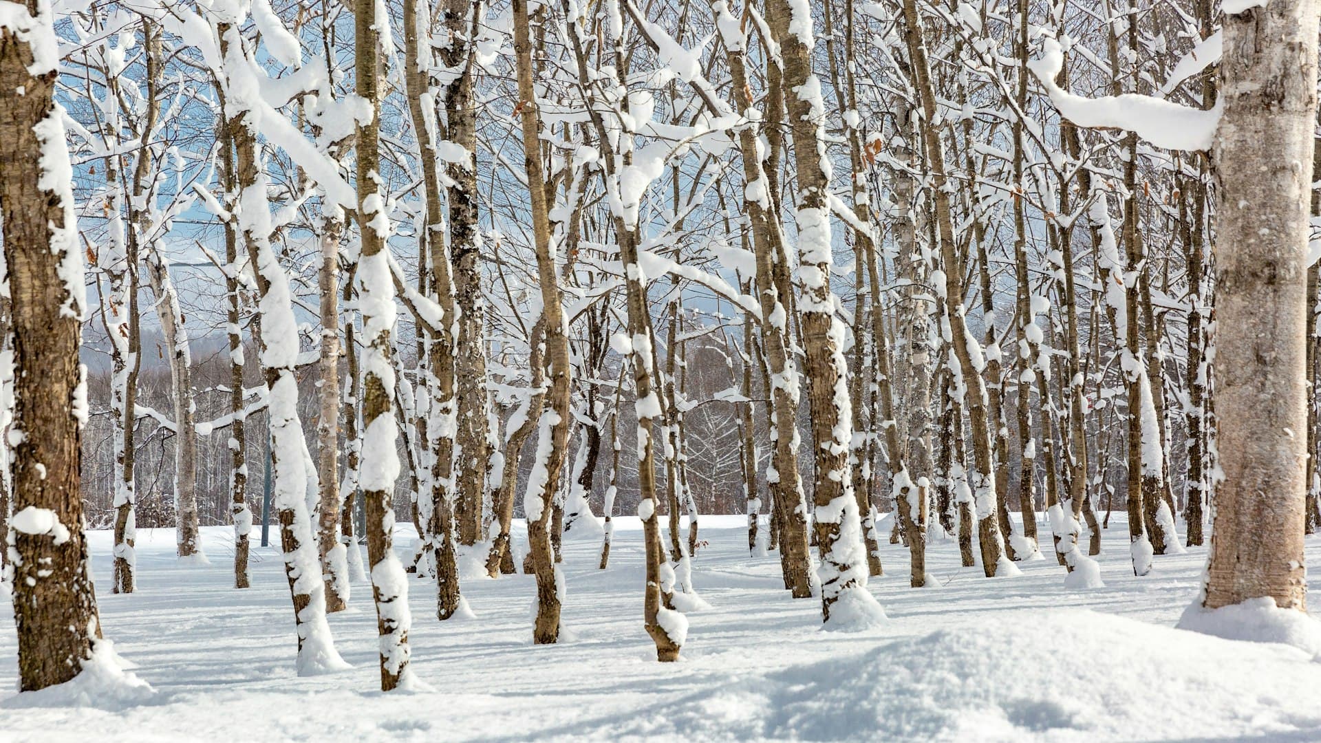 Kagura Ski Resort